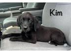 Adopt Kim a Labrador Retriever