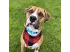 Adopt Red a Boxer, Pit Bull Terrier