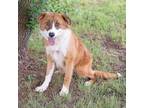 Adopt Trent a Smooth Collie