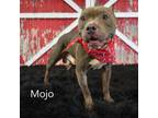 Adopt Mojo a Pit Bull Terrier