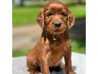 Irish Setter Puppy for sale in Shedd, OR, USA
