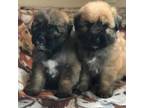 Mutt Puppy for sale in Hastings, MI, USA