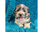 Havanese Puppy for sale in Marion, SC, USA
