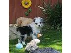 Miniature Australian Shepherd Puppy for sale in Chester, SC, USA