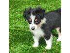 Miniature Australian Shepherd Puppy for sale in Chester, SC, USA