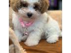 Maltipoo Puppy for sale in Chouteau, OK, USA