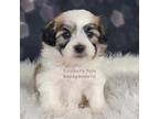 Zuchon Puppy for sale in Boyden, IA, USA