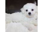 Bichon Frise Puppy for sale in Hardy, VA, USA