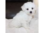 Bichon Frise Puppy for sale in Hardy, VA, USA