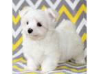 Maltese Puppy for sale in Rock Stream, NY, USA