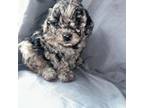 Poodle (Toy) Puppy for sale in Cleveland, TN, USA