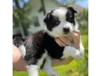 Buggs Puppy for sale in Waynesville, MO, USA