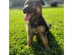 German Shepherd Dog Puppy for sale in Marshfield, MO, USA