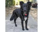 Adopt NEVILLE a Border Collie, Mixed Breed