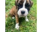 Boxer Puppy for sale in Ontario, CA, USA