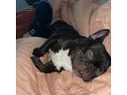 French Bulldog Puppy for sale in Bantam, CT, USA