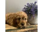 Cavapoo Puppy for sale in Florence, MS, USA