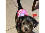Yorkshire Terrier Puppy for sale in Dunnellon, FL, USA