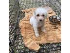 Shih Tzu Puppy for sale in Mashpee, MA, USA