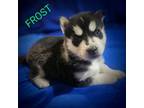Siberian Husky Puppy for sale in Grand Junction, CO, USA
