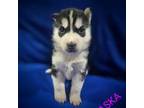Siberian Husky Puppy for sale in Grand Junction, CO, USA
