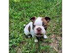 Boston Terrier Puppy for sale in Franklinton, NC, USA