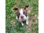 Boston Terrier Puppy for sale in Franklinton, NC, USA