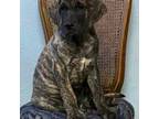 Great Dane Puppy for sale in Le Roy, MN, USA