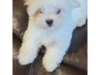 Maltese Puppy for sale in Palmer, TX, USA