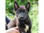 Adopt CT Cucumber (foster in Stafford, CT) a German Shepherd Dog