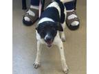 Adopt Devin a Jack Russell Terrier
