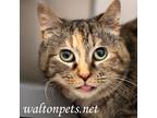 Adopt Ellie #15437 a Tortoiseshell Domestic Shorthair (short coat) cat in
