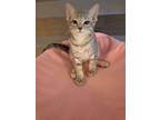 Adopt Hash Brown a Gray, Blue or Silver Tabby Domestic Shorthair (short coat)