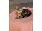 Adopt Bacon a Brown Tabby Domestic Shorthair (short coat) cat in Goodyear