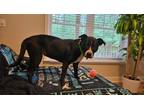 Adopt Sadie a Black - with White American Pit Bull Terrier / Mixed dog in Fair