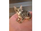 Adopt Omelet a Gray, Blue or Silver Tabby Domestic Shorthair (short coat) cat in