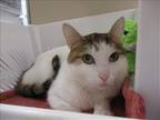 Adopt LAVENDER a White Domestic Mediumhair / Mixed (medium coat) cat in