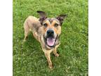 Adopt Jim Bob a Shepherd, Mixed Breed