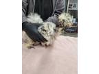 Adopt *ALIX a Chicken bird in Fairbanks, AK (41571223)