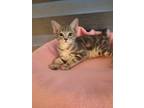 Adopt Bagel a Gray, Blue or Silver Tabby Domestic Shorthair (short coat) cat in