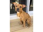 Adopt Layla a Brindle Boxer / Terrier (Unknown Type, Medium) / Mixed dog in