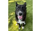 Adopt Angel a Black - with White Husky / Shepherd (Unknown Type) / Mixed dog in