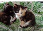 Adopt Chestnut a Tortoiseshell Domestic Shorthair (short coat) cat in East