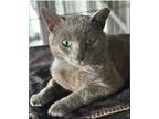 Adopt Luka a Gray or Blue (Mostly) Russian Blue (short coat) cat in Duette