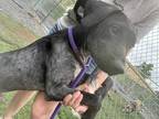 Adopt Kielbasa a Black - with White Mixed Breed (Medium) / Mixed dog in