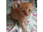 Adopt Birch a Orange or Red Tabby Domestic Shorthair (short coat) cat in East