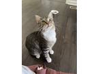 Adopt Grayson a Black & White or Tuxedo Domestic Shorthair cat in Pinson