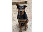 Adopt Tyson a Black - with Tan, Yellow or Fawn Australian Cattle Dog / Shepherd