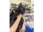 Adopt Audi a All Black Domestic Shorthair / Mixed (short coat) cat in Tampa