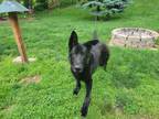 Adopt John Snow a Black German Shepherd Dog / Mixed dog in Spencerport